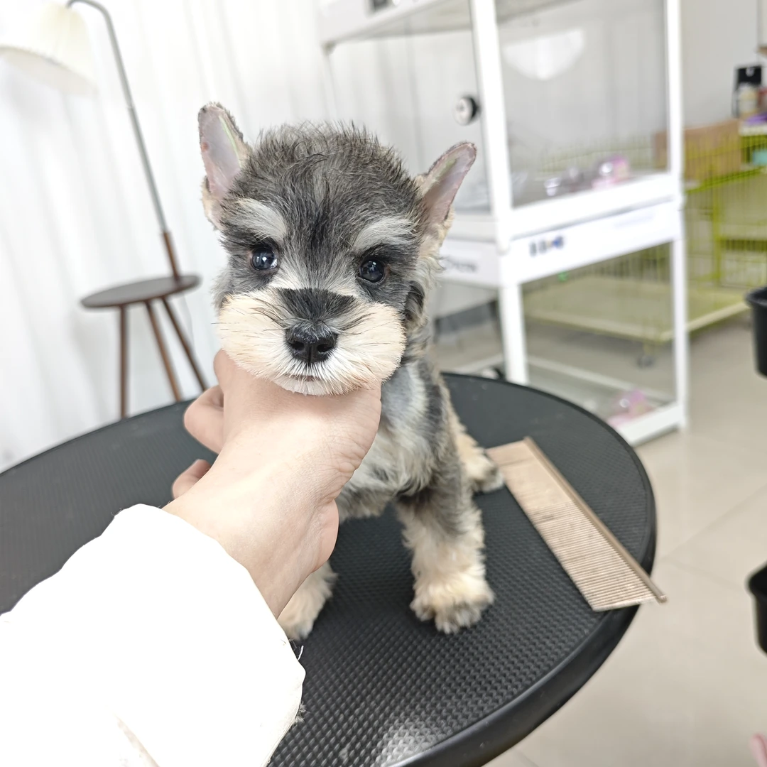 9110活体小型宠物狗狗椒盐弟弟