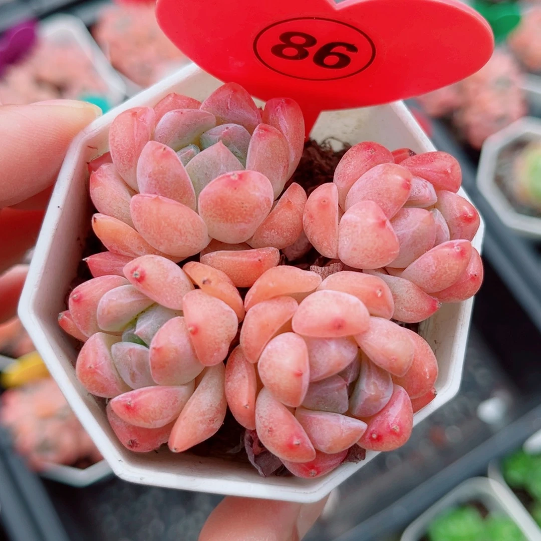 86号小老桩糖心群