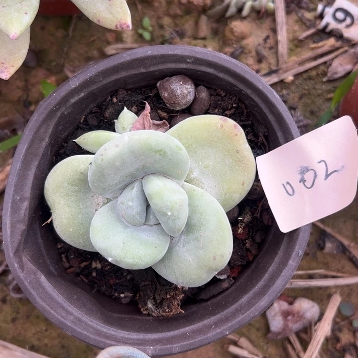 锦宸多肉～一物一拍002