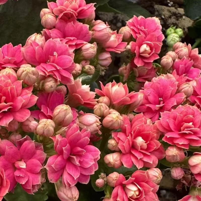 【李先生】（珊瑚）重瓣长寿花室内绿植大花盆栽四季开花植物