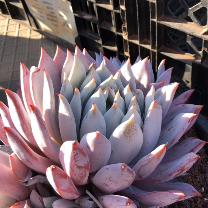 V74///////////：：：：///