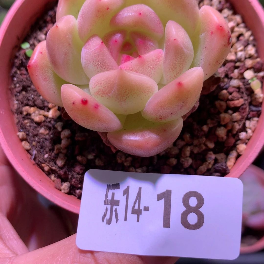 乐然14-18 新品单头