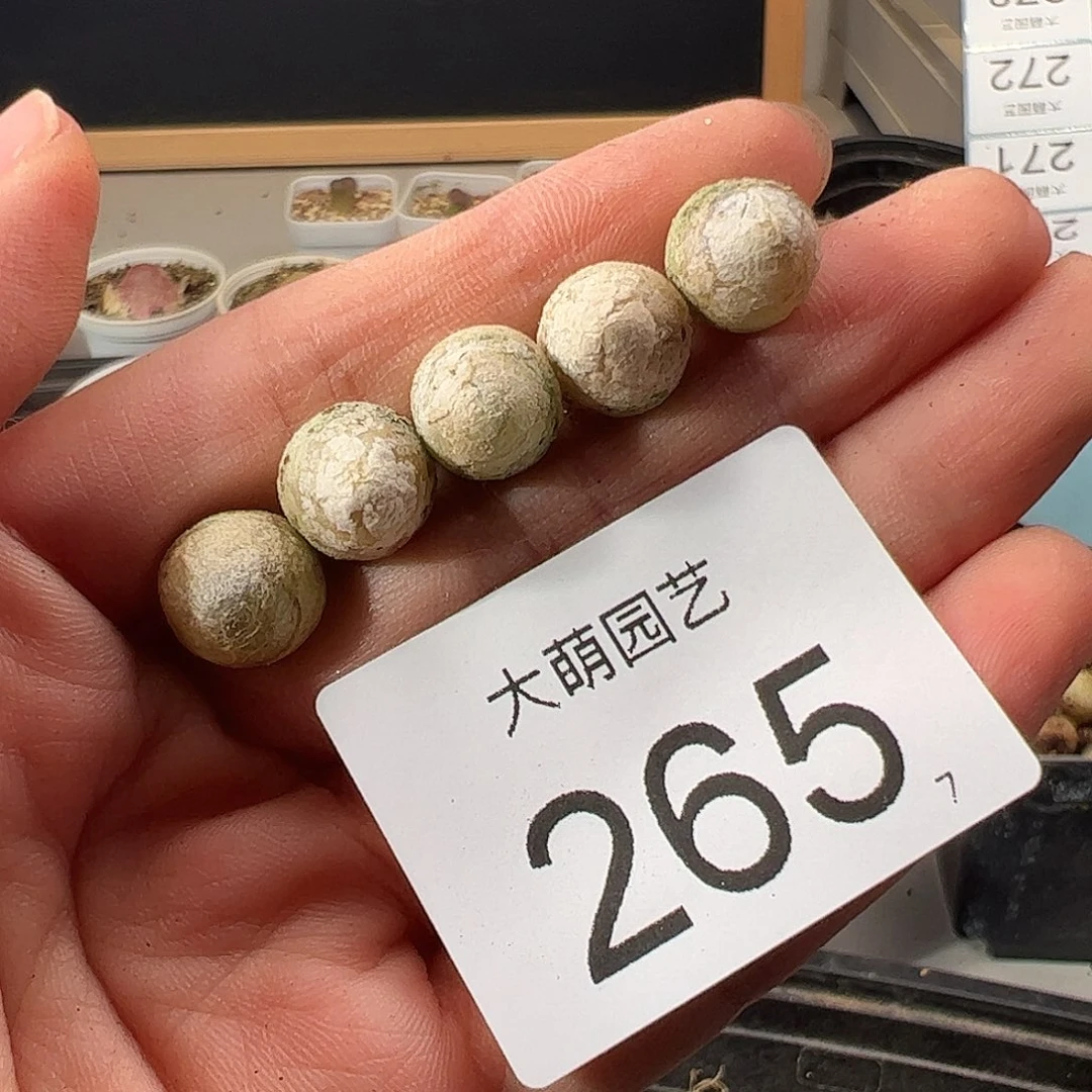 量拍灯泡5颗一组尺寸1.0