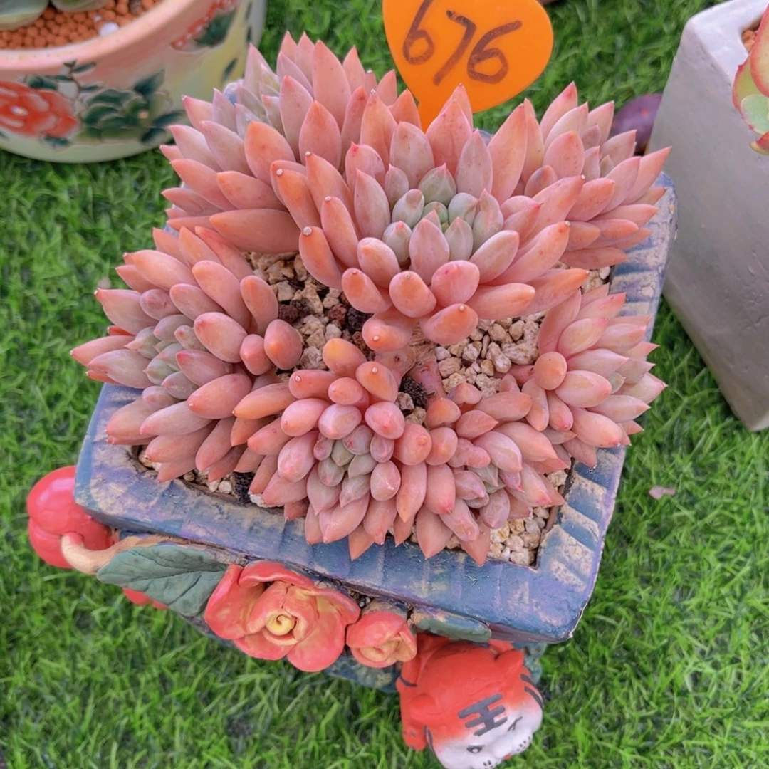 @***名676号多肉植物一物一拍