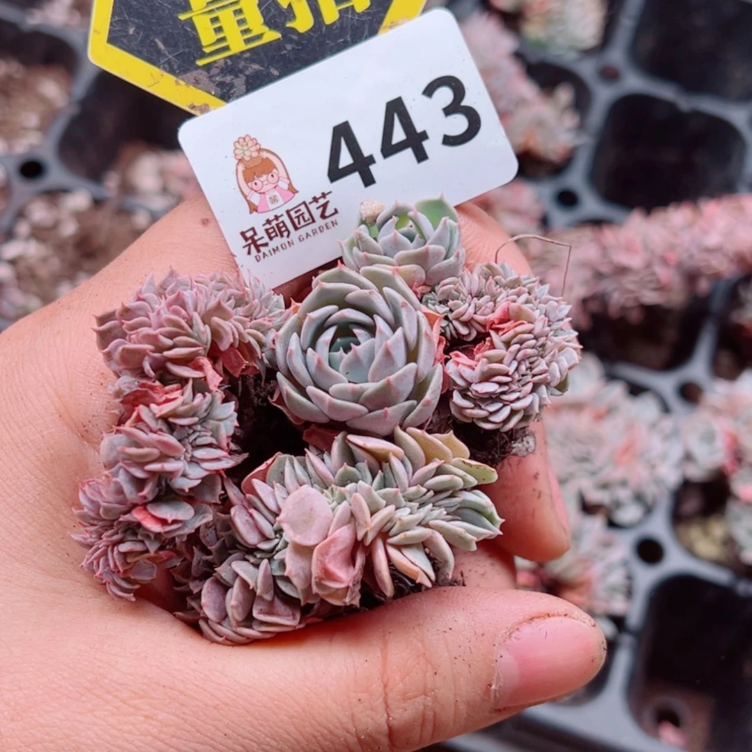 多肉植物多肉植物