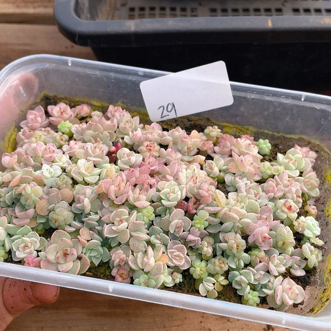 多肉植物多肉植物29