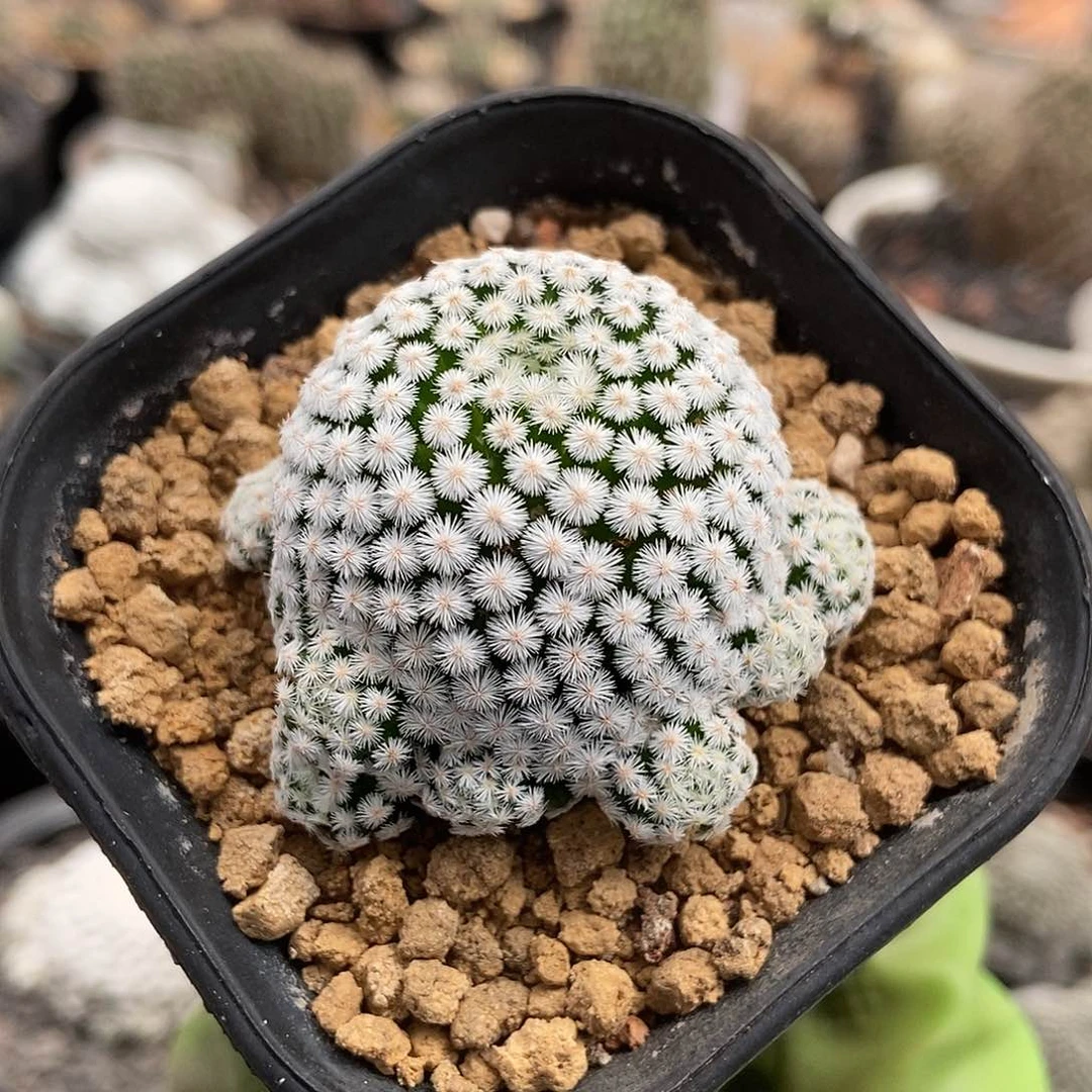 佛头春星仙人球植物