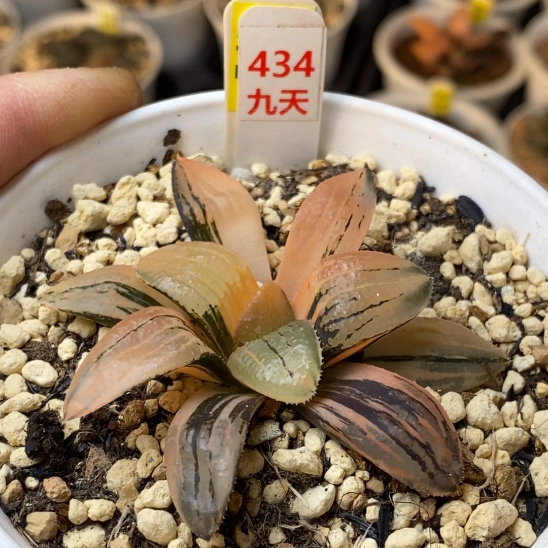434号亲指姬多肉锦