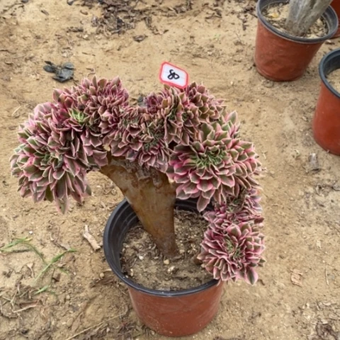 粉女巫缀一物一拍