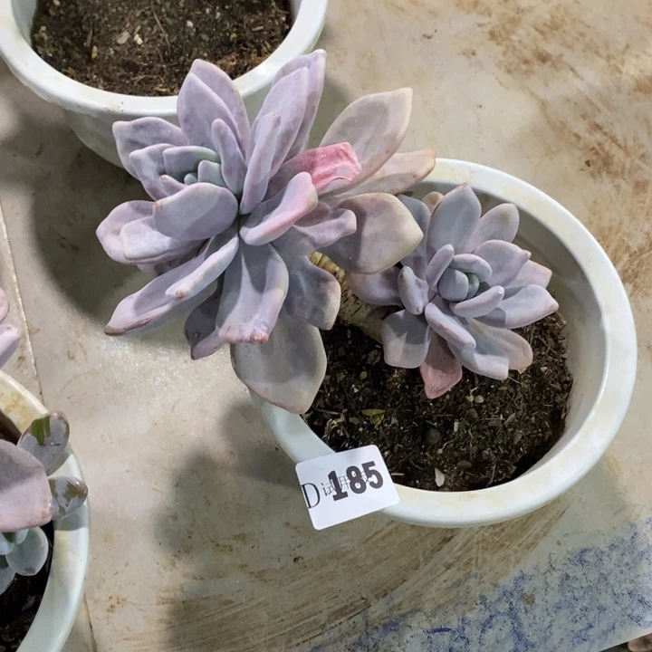 小***五185粉兔多肉植物多肉