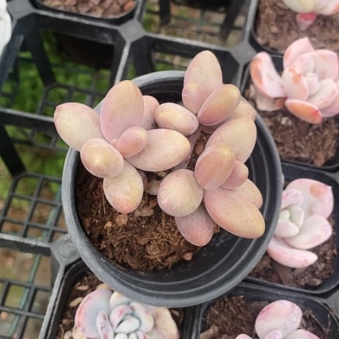 糖果美人15.8一盆888888