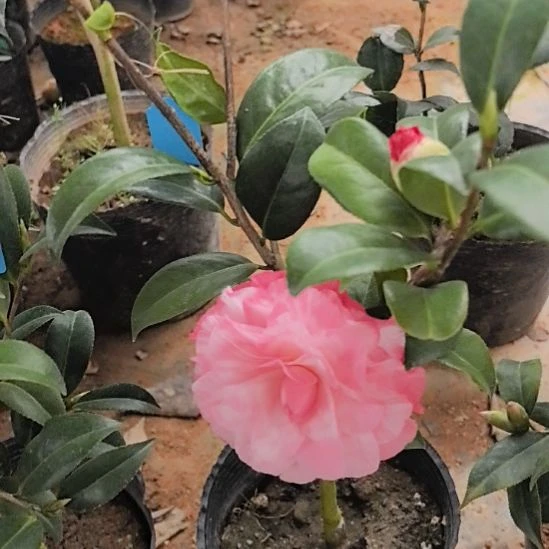 完全开放复色橙色珍宝