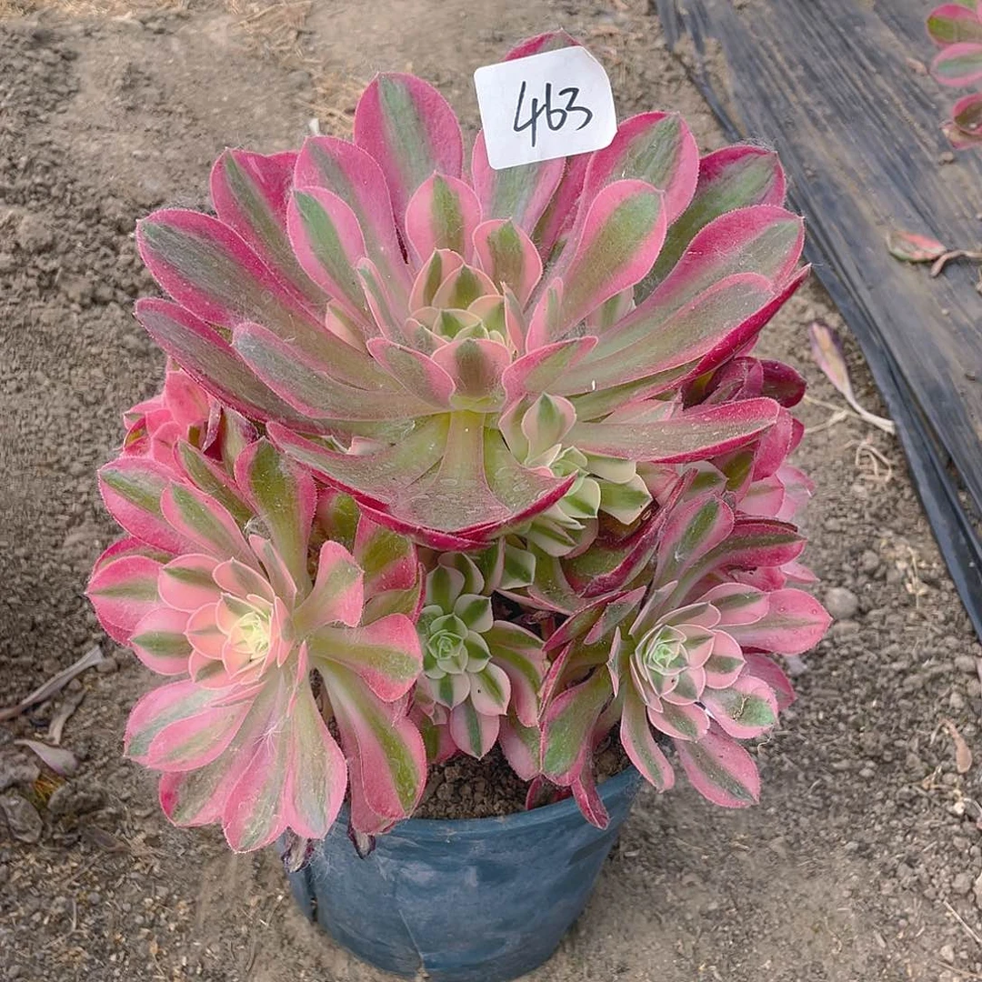 463法师植物七彩石