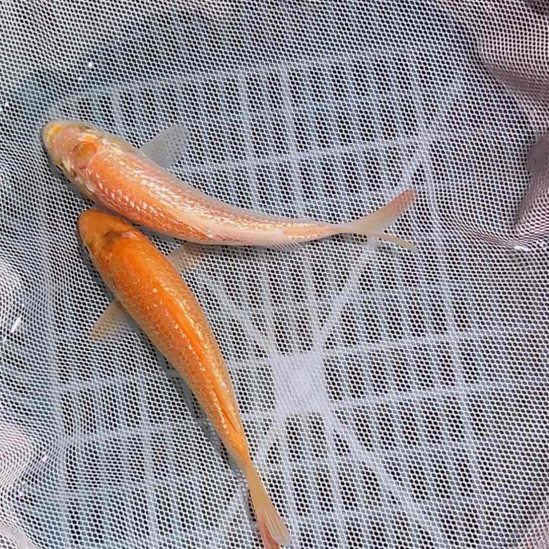 海水鱼锦鲤观赏鱼