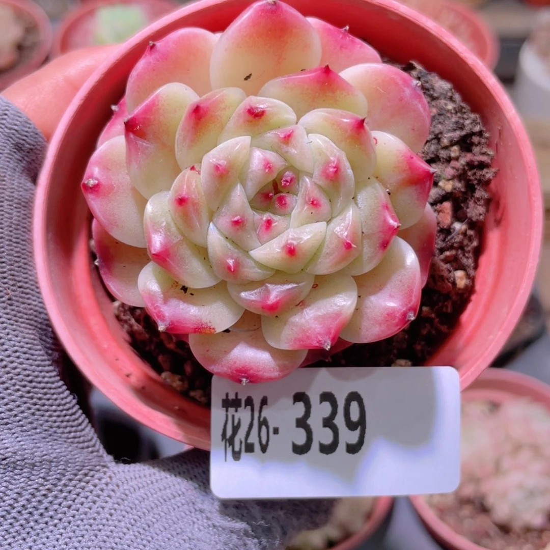 花利美26-339秘境冰魄