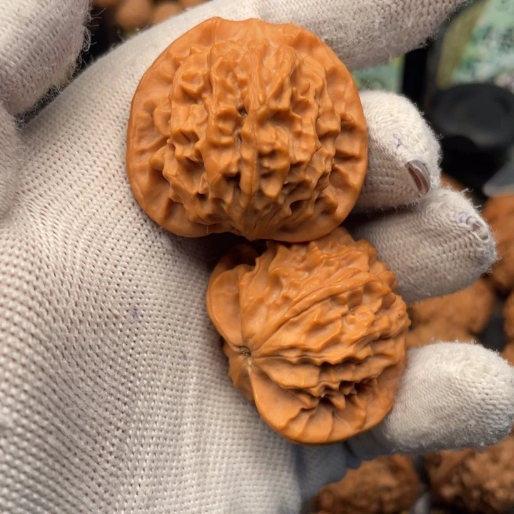 瓶***盖核桃37尺秦岭野生金公子