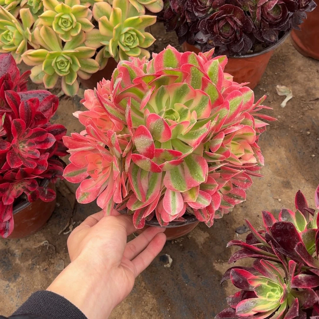 粉女巫10号棚9.9多肉植物