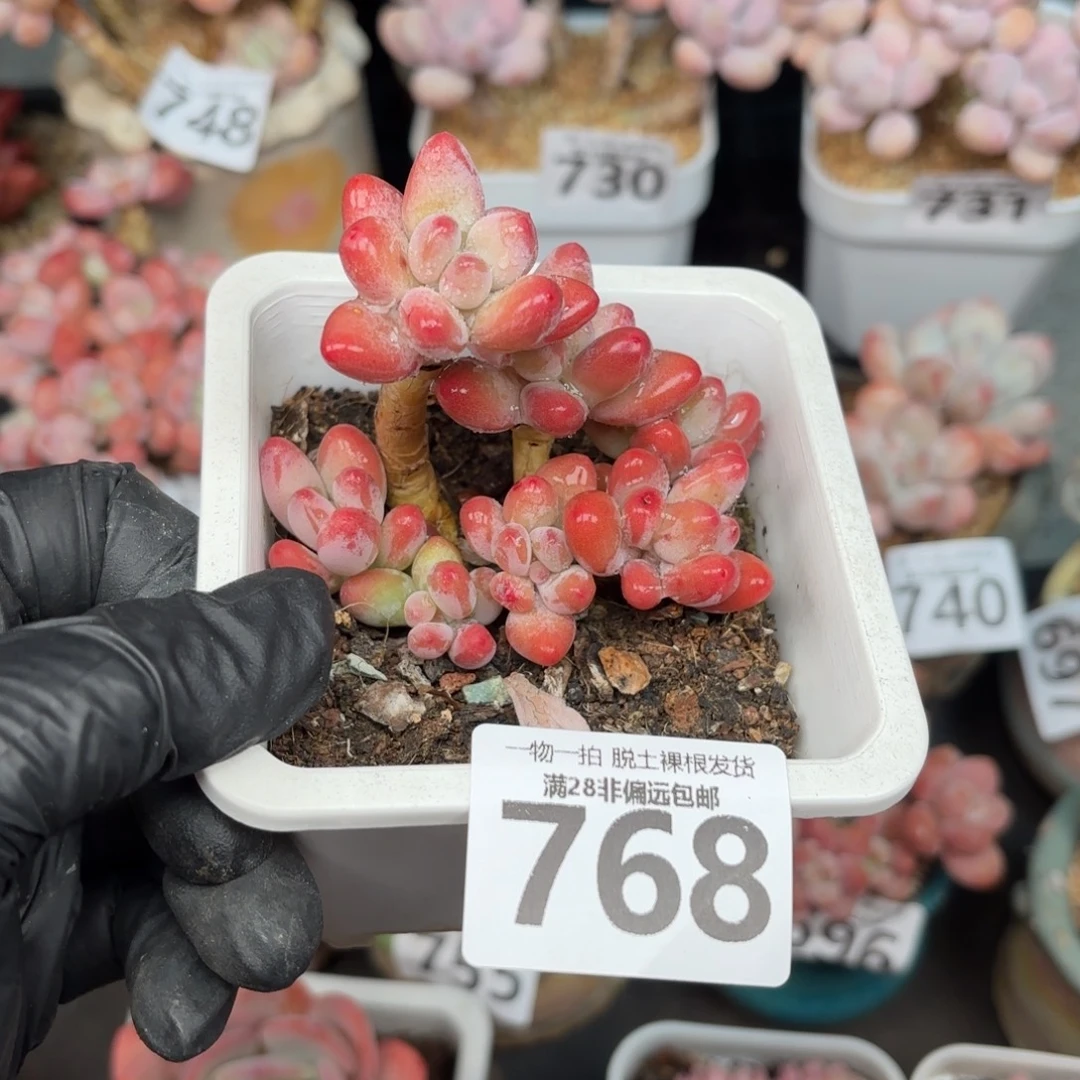 陈***.樱花奶整群无盆土发货