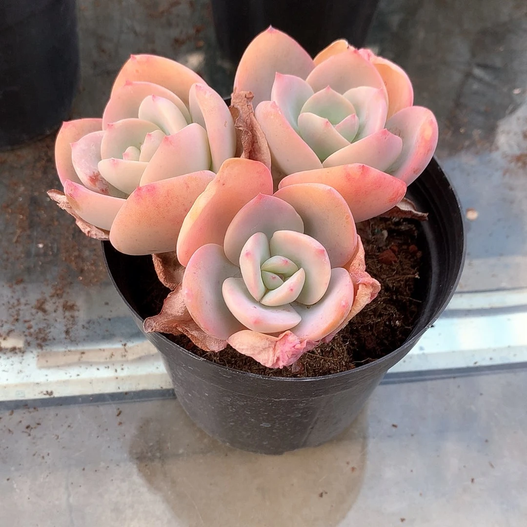 白凤多肉植物一颗