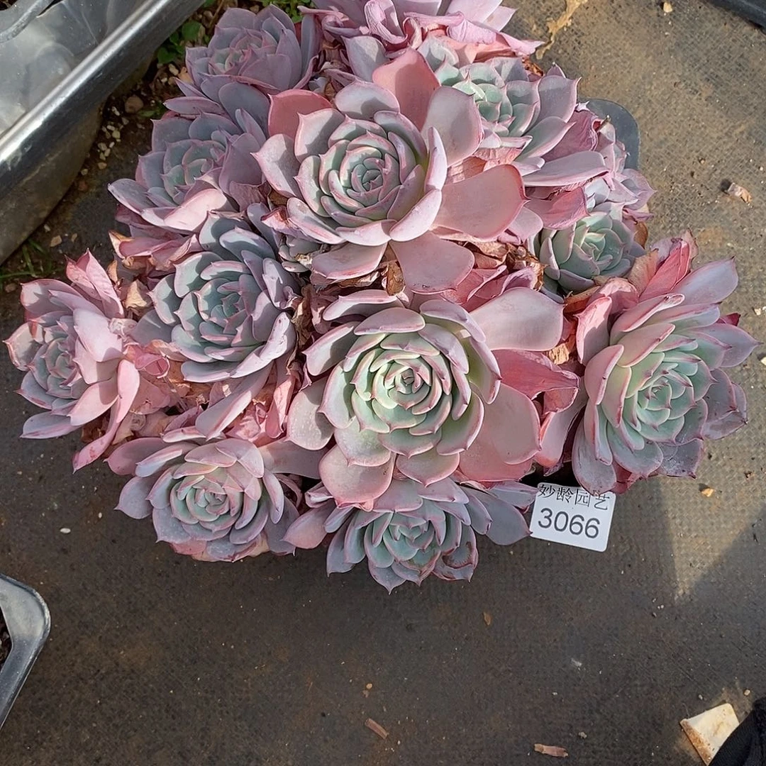 农***果3066散群掉头不售后～25厘米