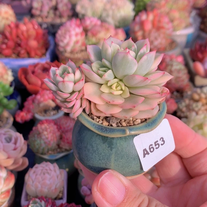 一物一拍含盆土满38包邮A653