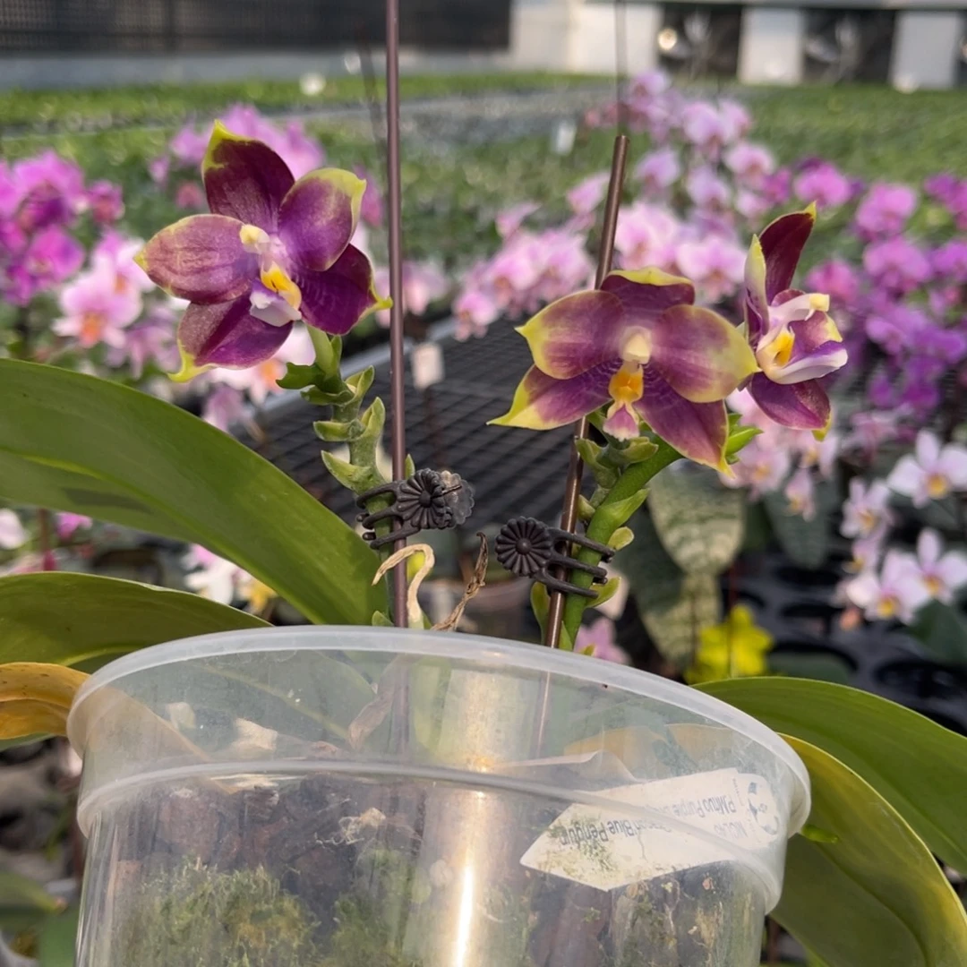 大部分花苞少量开放蓝企鹅MCL45蓝企鹅