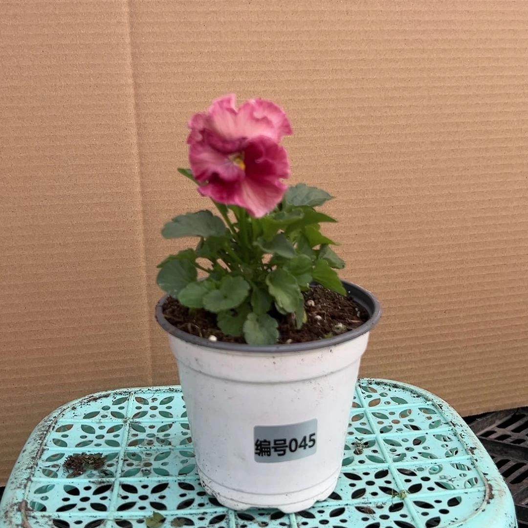 【闪购商品】完全开放045号