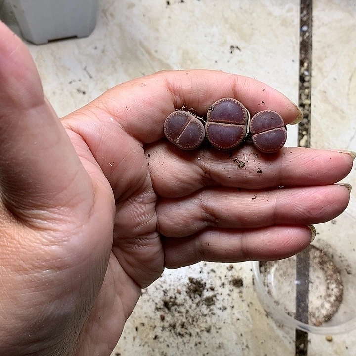 独****K83多肉植物保护