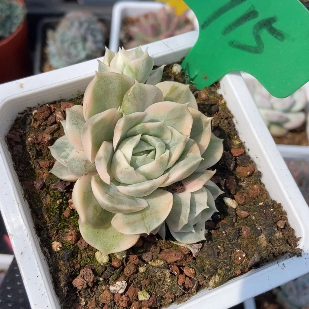 915昂锦多肉植物保护