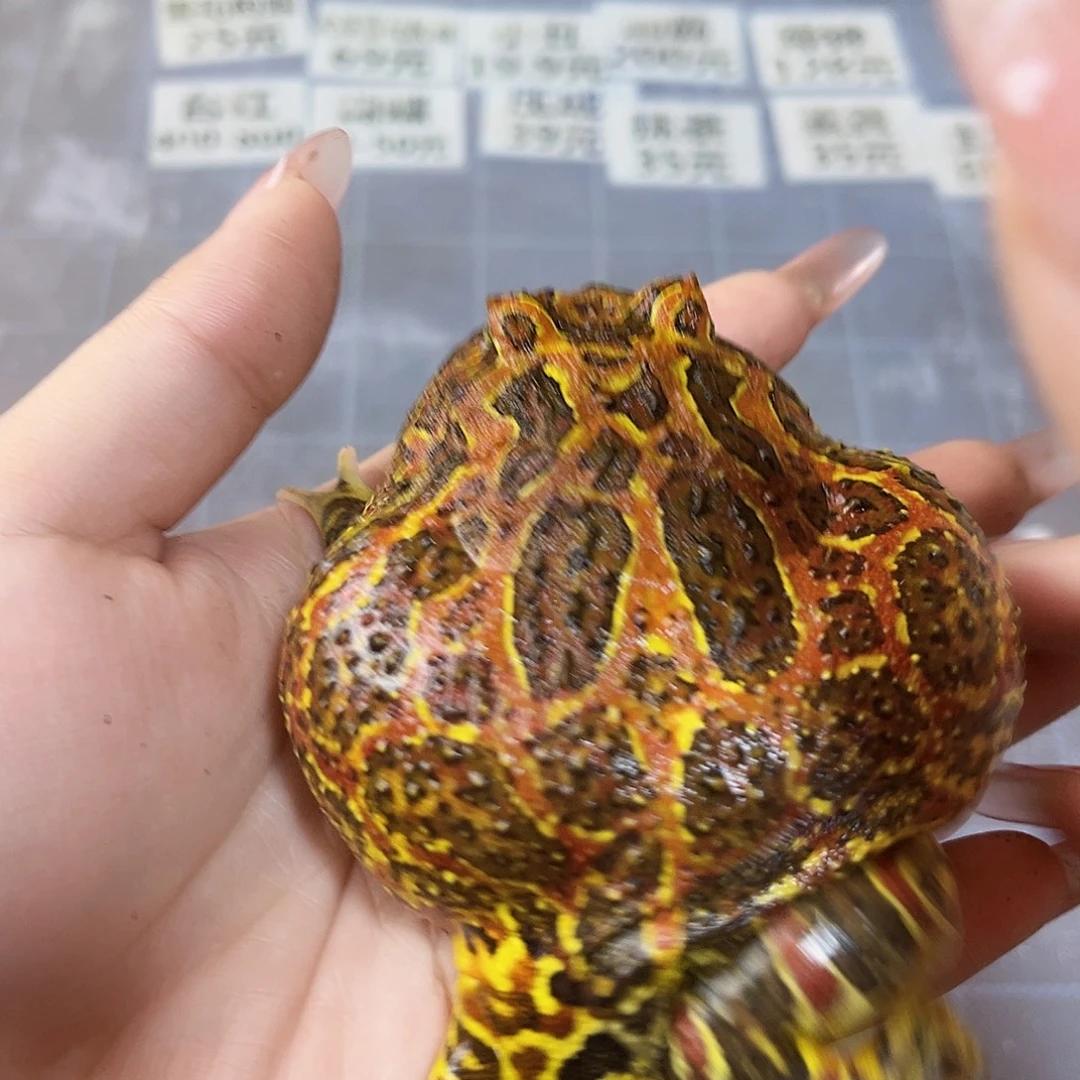 角蛙特价红钟专拍链接