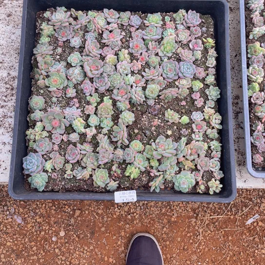 ?****?云糖心多肉植物154