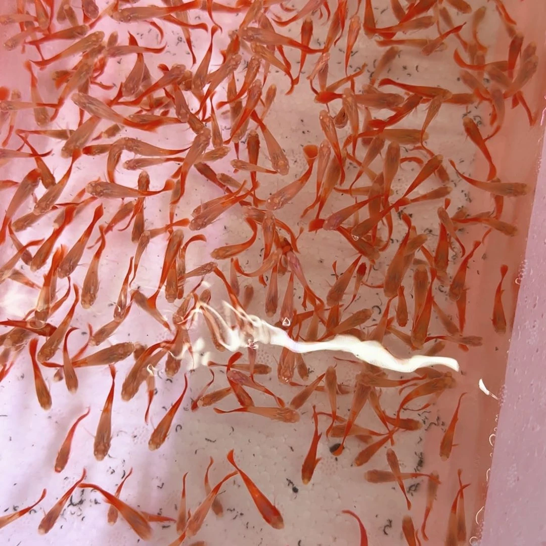 孔雀鱼练手小红鱼20条