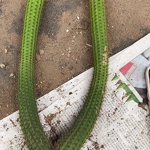 两头彩舞金妞2467777