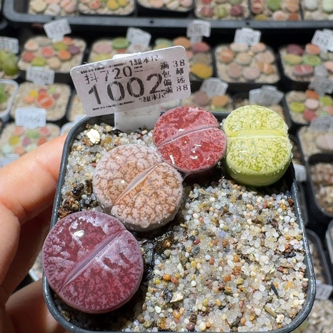 Sss便宜出了清仓1002