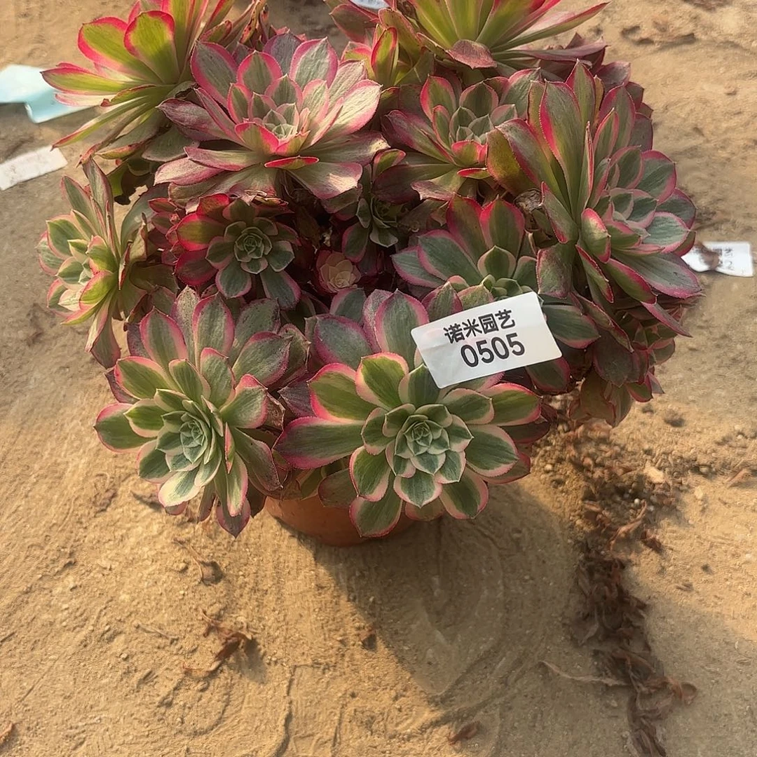 海王绣球多肉植物505