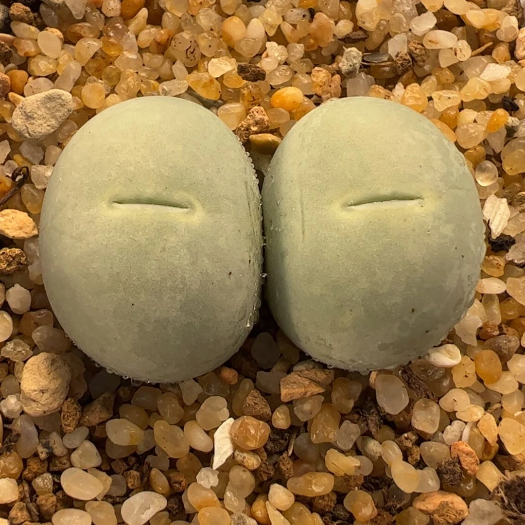 425多肉植物百科