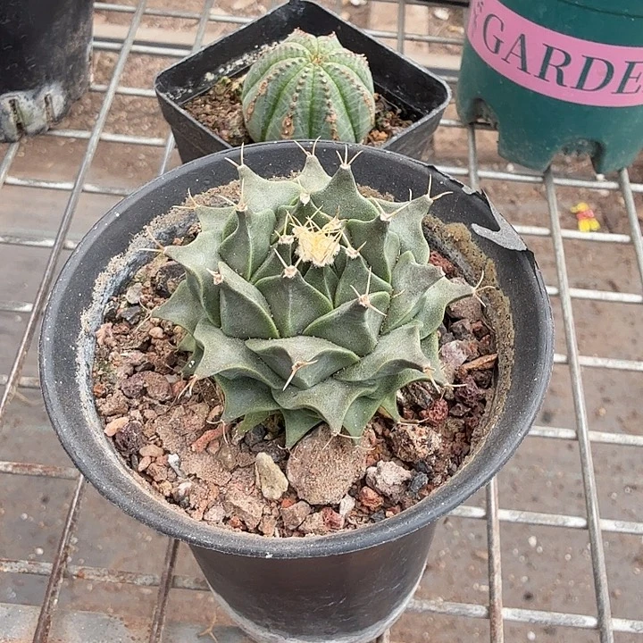 帝冠单头球5仙人球