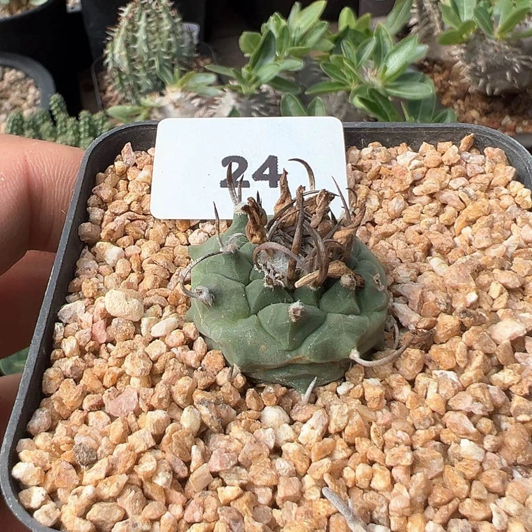 升云龙，子播实生，仙人球