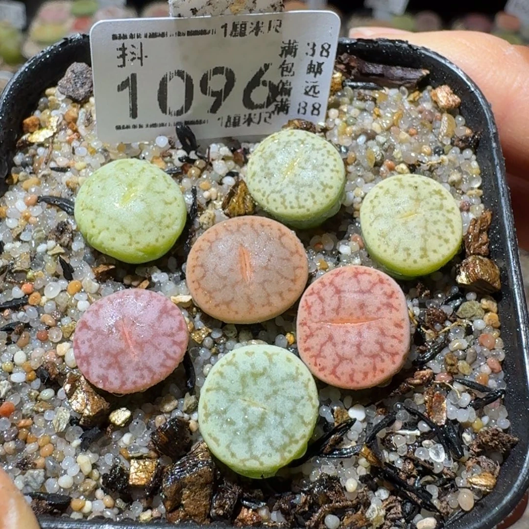 Sss精选优质石头1096