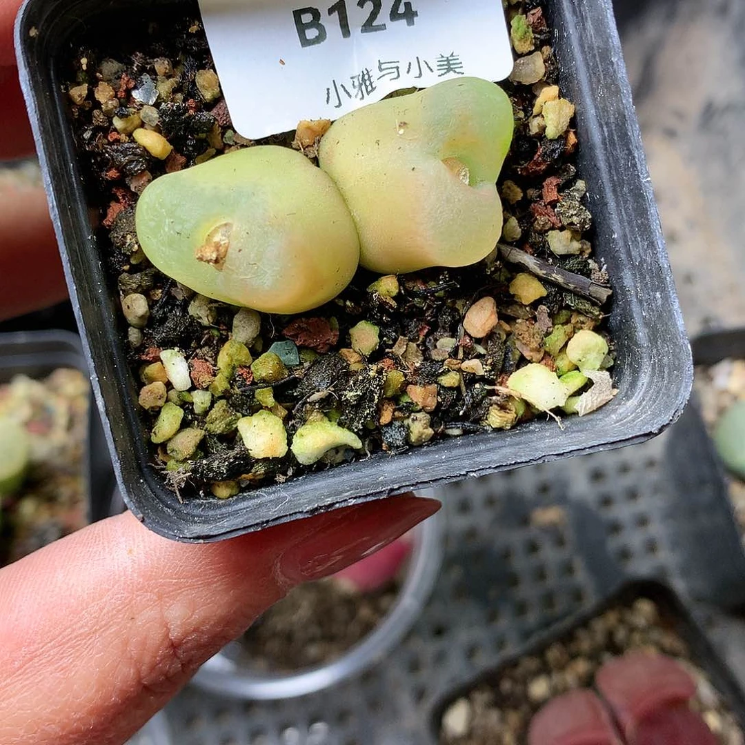 B124多肉植物保护研究所