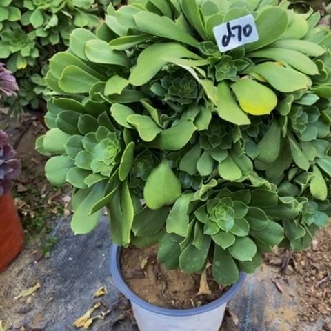 绿玫瑰缺水浇水就好70多肉