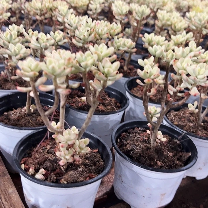 糖果米奇锦    福利多多