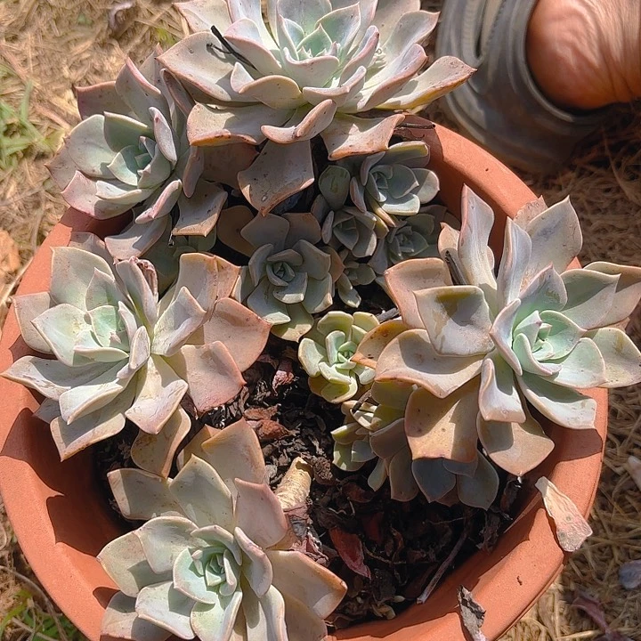 多肉植物。。。。。。。。。。。。。。。