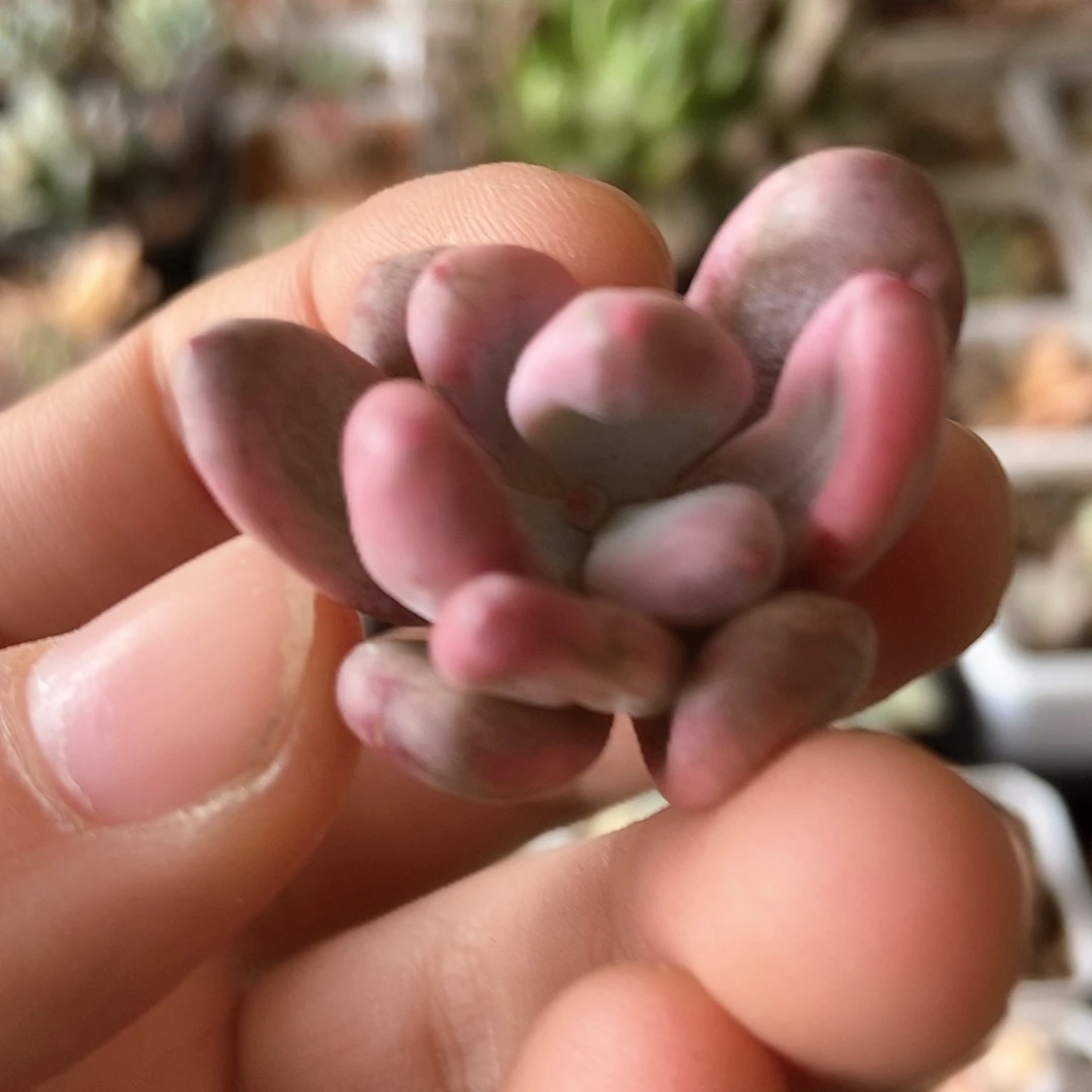 蕊*福利多肉奶酪锦头盖