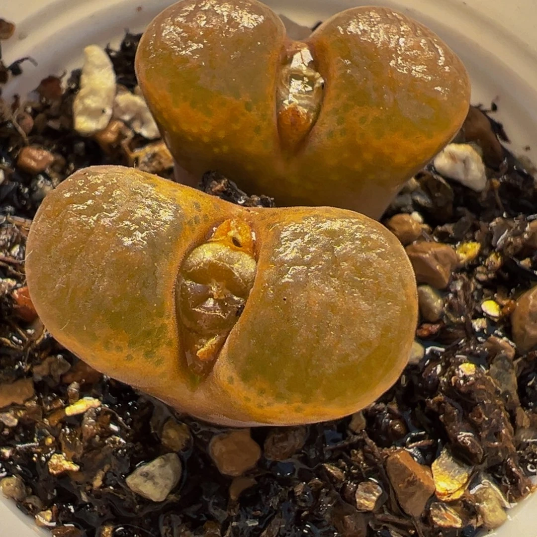 024多肉植物种类多样