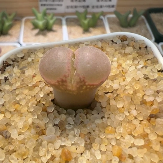 雨*有伤特价一颗美风铃650。