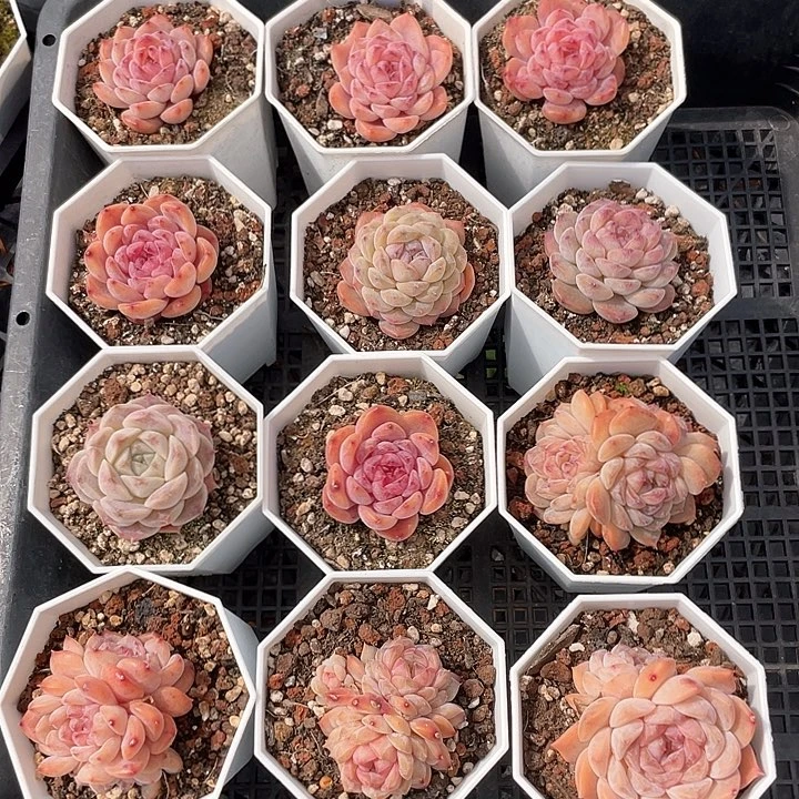 薇薇安园艺多肉1147