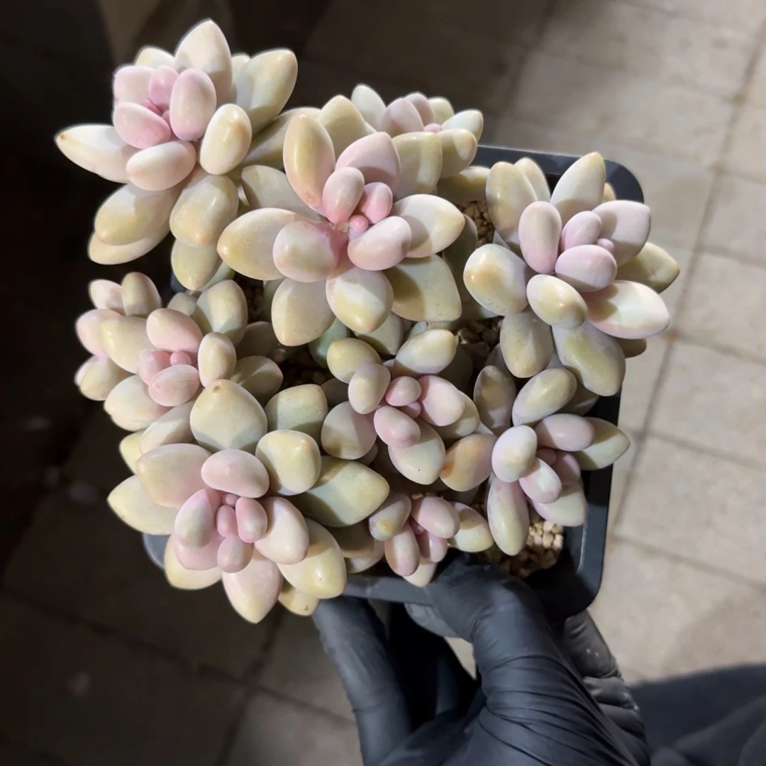 蜜多丽美人1111111111111111