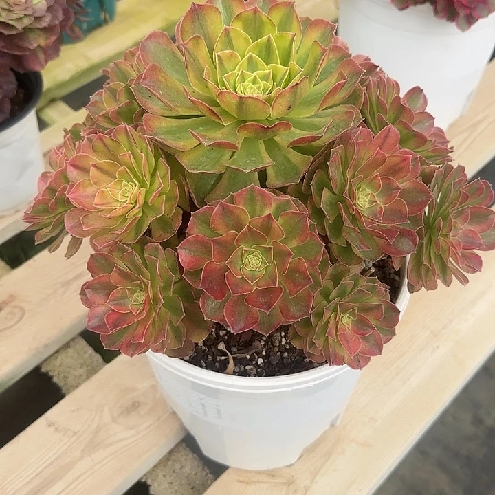 法师多肉植物雨荷