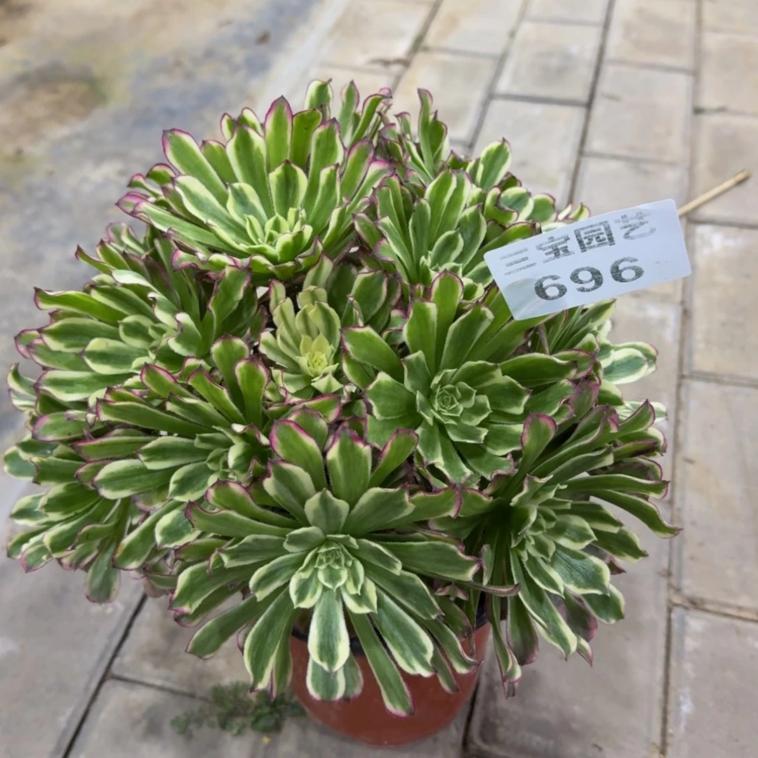 多肉植物696水墨年华